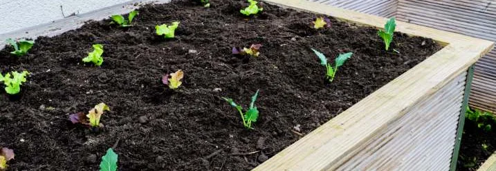 Junge Pflanzen in Hochbeeten